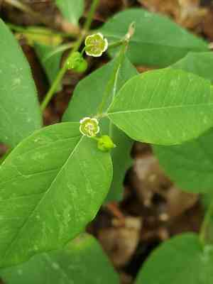 Mercury spurge(Euphorbia mercurialina)