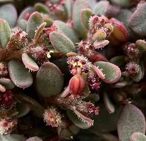 Sonoran sandmat(Euphorbia micromera)