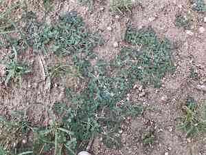 Sonoran sandmat(Euphorbia micromera)