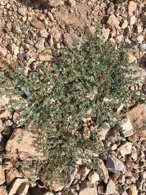 Sonoran sandmat(Euphorbia micromera)