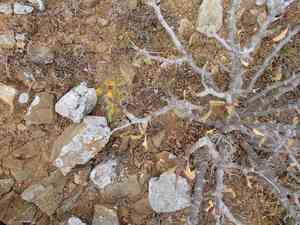 Cliff spurge(Euphorbia misera)