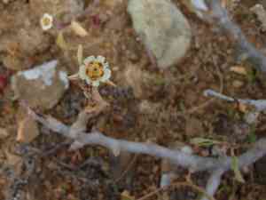 Cliff spurge(Euphorbia misera)
