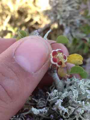 Cliff spurge(Euphorbia misera)