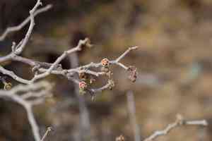 Cliff spurge(Euphorbia misera)