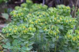 Myrtle spurge(Euphorbia myrsinites)