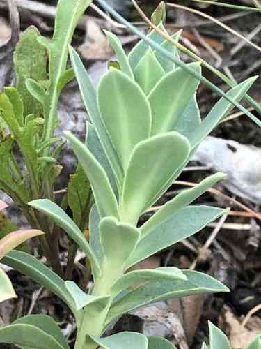Myrtle spurge(Euphorbia myrsinites)