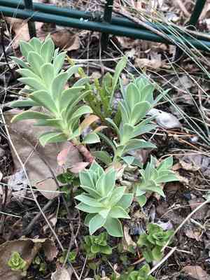 Myrtle spurge(Euphorbia myrsinites)