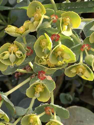 Myrtle spurge(Euphorbia myrsinites)