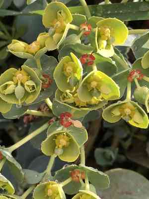 Myrtle spurge(Euphorbia myrsinites)