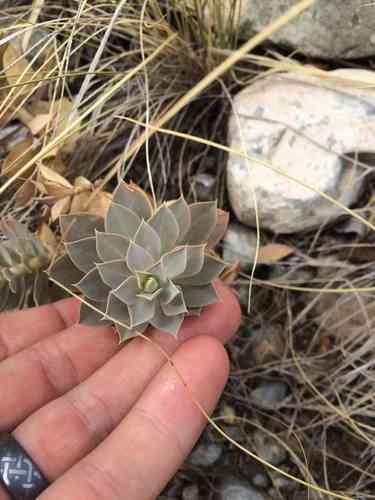 Myrtle spurge(Euphorbia myrsinites)