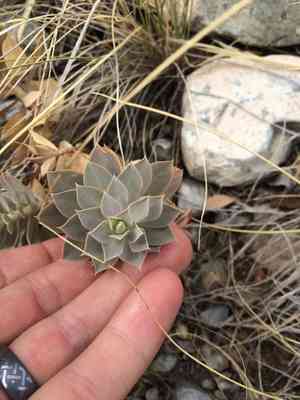 Myrtle spurge(Euphorbia myrsinites)