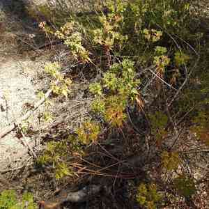 Eggleaf Spurge(Euphorbia oblongata)