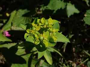 Eggleaf Spurge(Euphorbia oblongata)