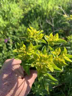 Eggleaf Spurge(Euphorbia oblongata)