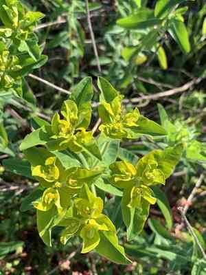 Eggleaf Spurge(Euphorbia oblongata)