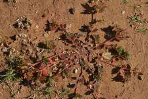 Florida hammock sandmat(Euphorbia ophthalmica)