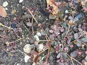 Florida hammock sandmat(Euphorbia ophthalmica)