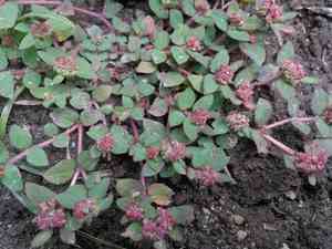Florida hammock sandmat(Euphorbia ophthalmica)