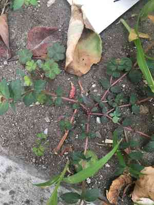 Florida hammock sandmat(Euphorbia ophthalmica)