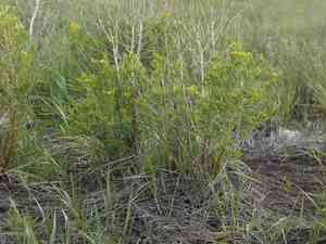 Marsh spurge(Euphorbia palustris)