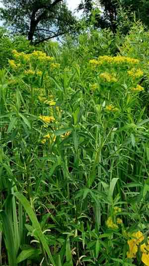 Marsh spurge(Euphorbia palustris)