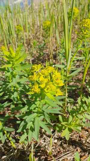 Marsh spurge(Euphorbia palustris)