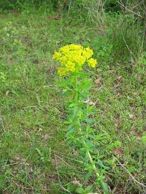 Marsh spurge(Euphorbia palustris)