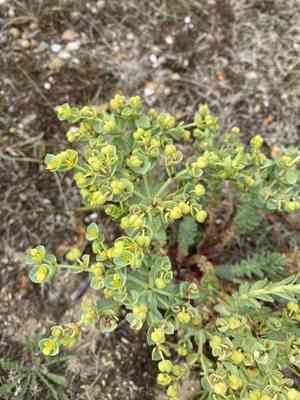 Sea spurge(Euphorbia paralias)