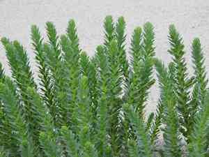 Sea spurge(Euphorbia paralias)