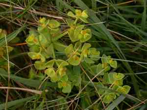 Sea spurge(Euphorbia paralias)