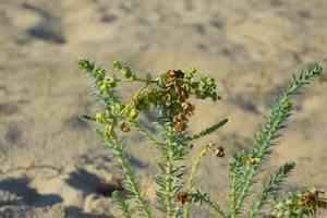 Sea spurge(Euphorbia paralias)
