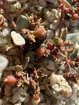 Parish's sandmat(Euphorbia parishii)