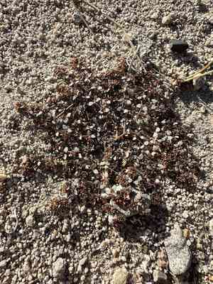 Parish's sandmat(Euphorbia parishii)