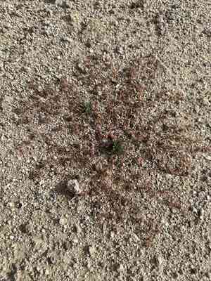 Parish's sandmat(Euphorbia parishii)