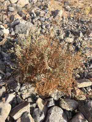 Parish's sandmat(Euphorbia parishii)