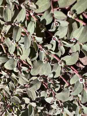 Carrizo mountain sandmat(Euphorbia pediculifera)