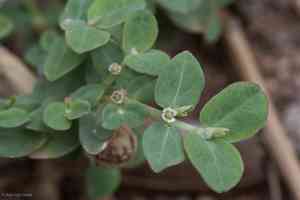 Carrizo mountain sandmat(Euphorbia pediculifera)