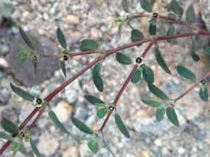 Carrizo mountain sandmat(Euphorbia pediculifera)