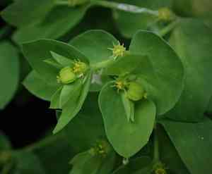 Petty spurge(Euphorbia peplus)