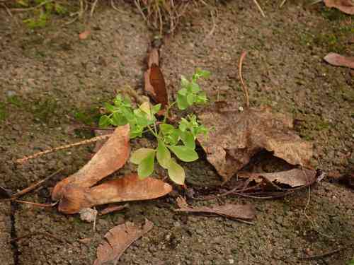 Petty spurge(Euphorbia peplus)