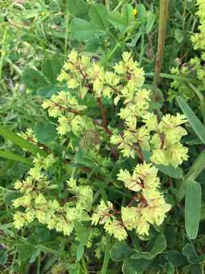 Petty spurge(Euphorbia peplus)