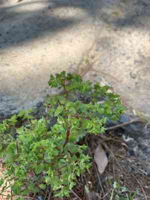 Petty spurge(Euphorbia peplus)