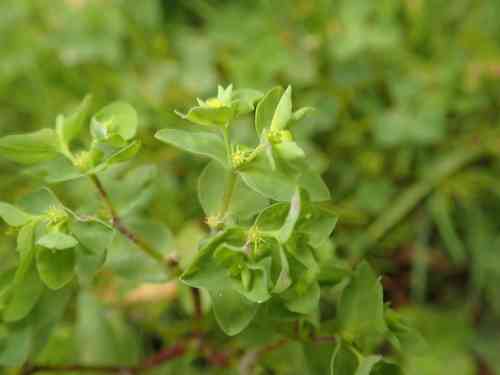 Petty spurge(Euphorbia peplus)