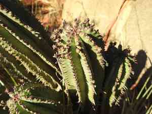 African milk barrel(Euphorbia polygona)