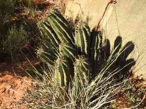 African milk barrel(Euphorbia polygona)