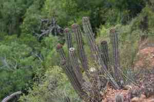 African milk barrel(Euphorbia polygona)