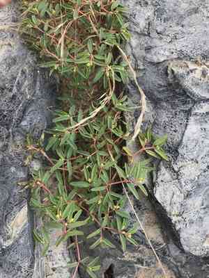 Seaside sandmat(Euphorbia polygonifolia)