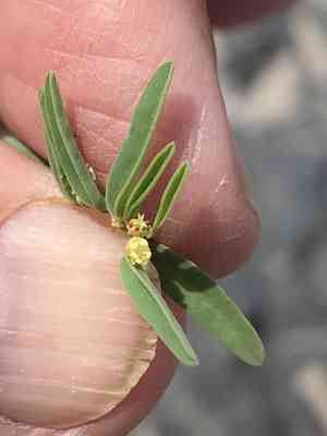 Seaside sandmat(Euphorbia polygonifolia)