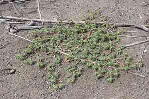 Seaside sandmat(Euphorbia polygonifolia)