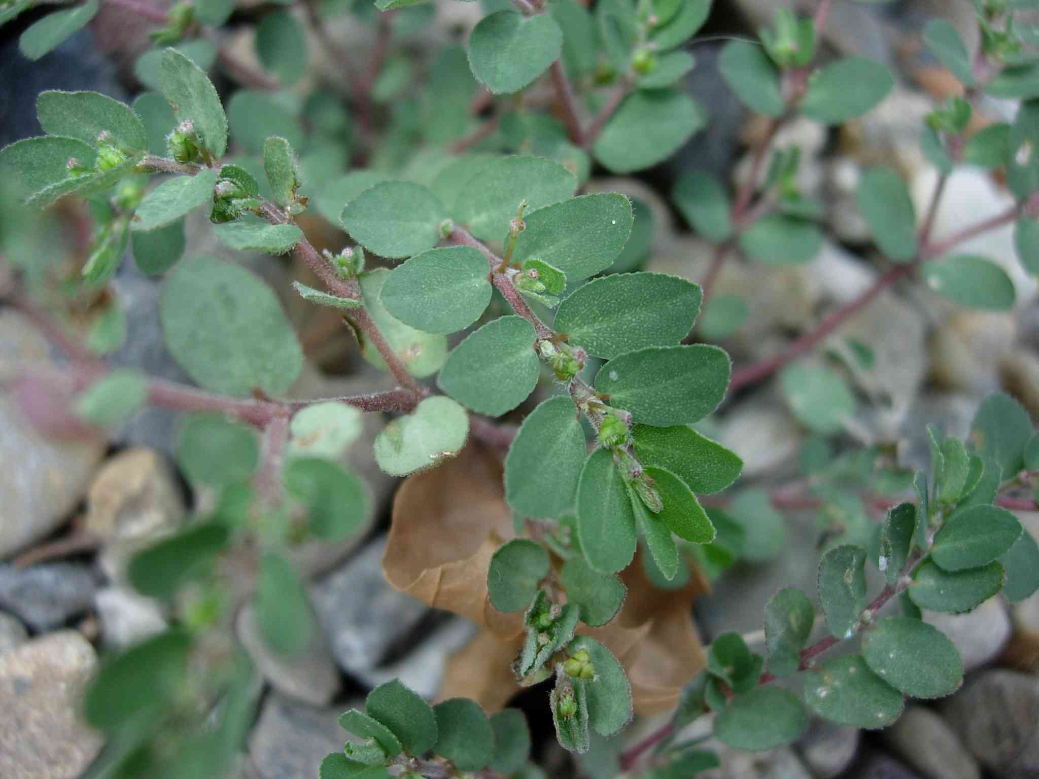 Prostrate sandmat(Euphorbia prostrata)
